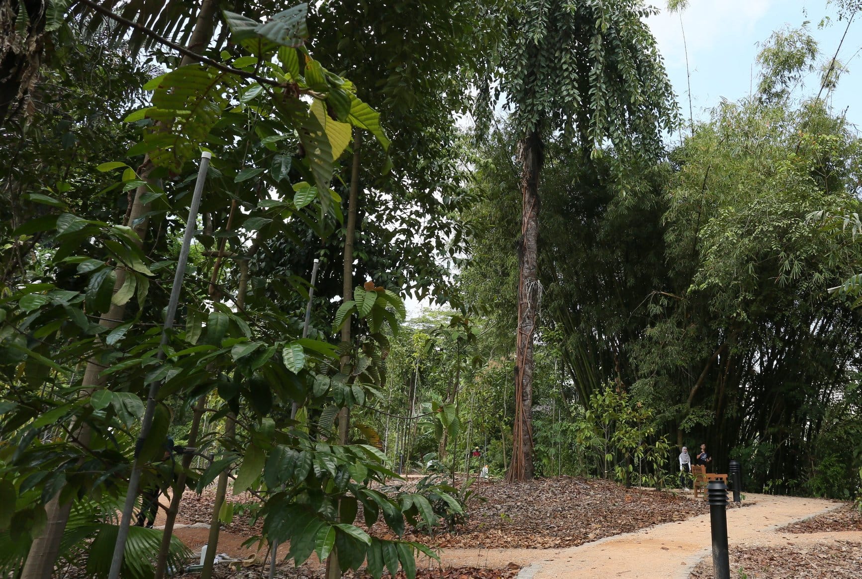 A narrow dirt pathway winds through dense, green foliage and tall trees in a tropical garden setting.